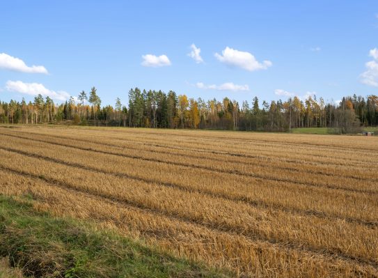 äng utanför Oppigårds bryggeri